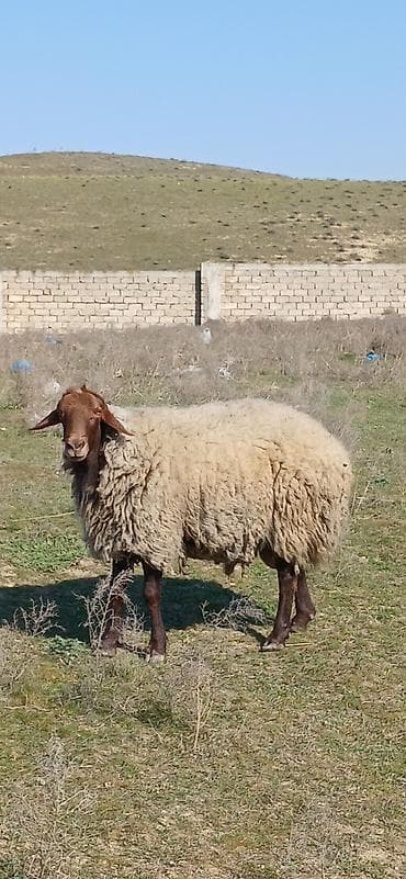 siam satisi: Damazlıq qala qoço satılır çox aktiv heyvandı diri çəkisi 85 kilodu — 4