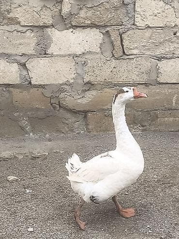 Şəkildə gördüyünüz baxımlı cavan erkek qaz satılır sağlam aktivdir