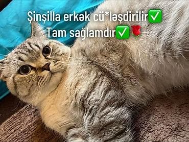 pisikler ucuz: Şinşilla, Erkək, Cütləşmə üçün — 1