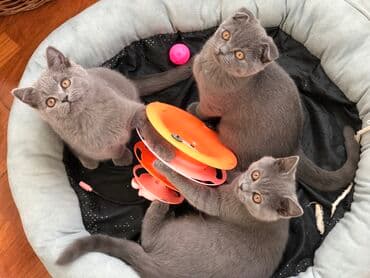 pişik şəkili: Şotland, Dişi, Erkək, Ünvandan götürmə — 31