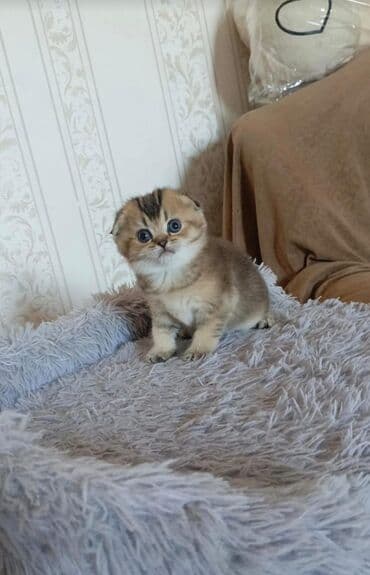 Ağ balaca pişik balası – mavi gözlü, tükləri yumşaq və sıx. Üzündə və lalafo.az -da Ağ balaca pişik balası – mavi gözlü, tükləri yumşaq və sıx. Üzündə və