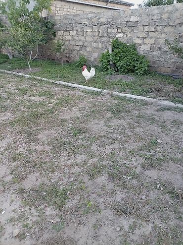 it satilir: Salam xoruz və ördək lər satılır hamısı 60 manatdır xoruz 8 ay — 2