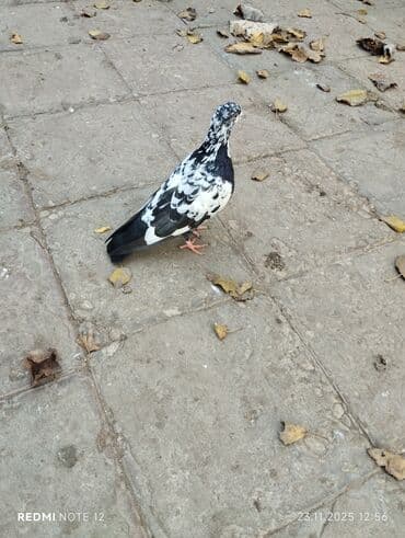 goyercin parkta tapilib sahibi axdarilir: Qiymət 1-ne aiddir.Əbrəş ağ baş 18 tük,qara çil kevəndir 12-13 — 4