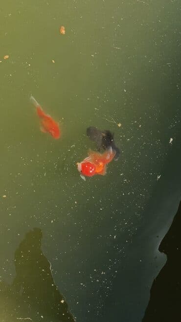 купить аквариум в баку: Oranda 2 quyruq qiyməti 2 manat 4 quyruq qiyməti 3 manat. Ünvan — 14