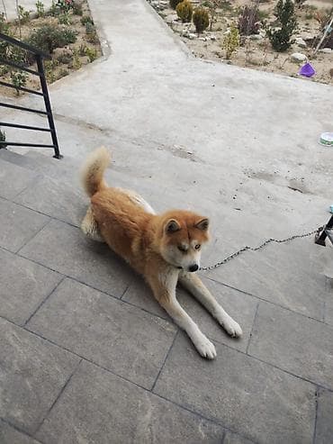 İtlər: Akita-inu, 1 il, Erkek, Peyvəndli, Ödənişli çatdırılma — 2