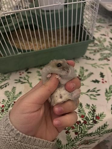 Собаки: Cırtdan hamster və qəfəslə birgə komplekt - Növ: cırtdan (cüce) — 1