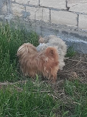 pulsuz it sahiblənmək: Pekines, 8 ay, Erkek, Ödənişli çatdırılma — 5