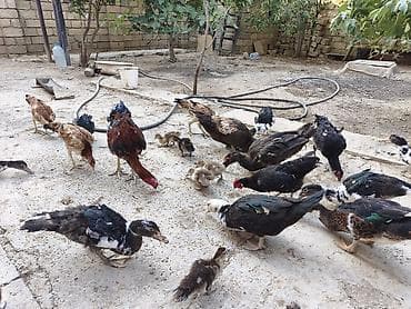 ördeyler: 1 erkəy(karicnivi),bir dişi,11 bala 2 aylıq. 6 ədəd 4 ayliq ördək. Tam — 3