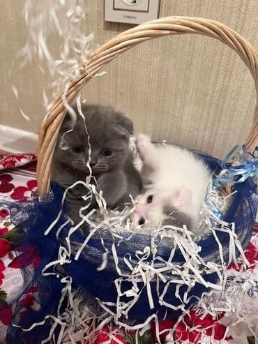 it pişik: Şotland yastı qulaq — 1