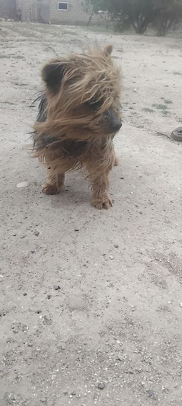 pekines balasi satilir: Yorkşir teryer, 1 il, Dişi — 2
