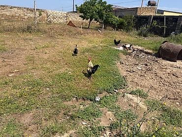 boynu: Məhsul:Xoruzlar
1 ededi 20 manat
saglam heyvanlardir — 9