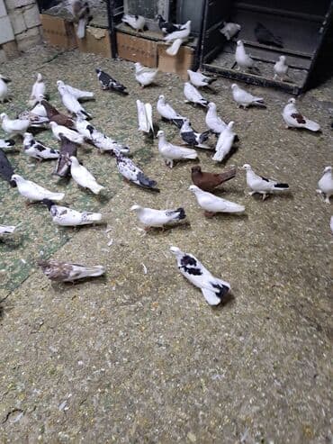 heyvanlara verilen xususi adlar: Məhsul: Zərif və müxtəlif rəng naxışlarında ev göyərçinləri Təsvir: - — 4