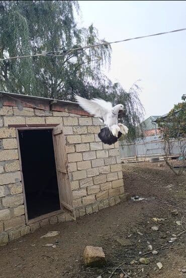 Maya quşdu oynaqdi tam sağlamdi