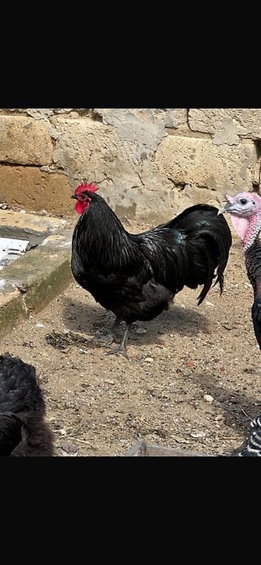 Heyvanlar: Təmiz qan Avstralorp xoruzu 1 illik ünvan abşeron rayonu goradil kəndi — 1