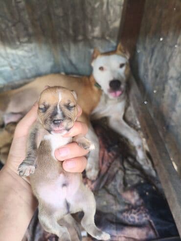 ayagi tuklu toyuqlar: Pitbul, 1 ay, Ünvandan götürmə, Rayonlara çatdırılma, Pulsuz çatdırılma — 5