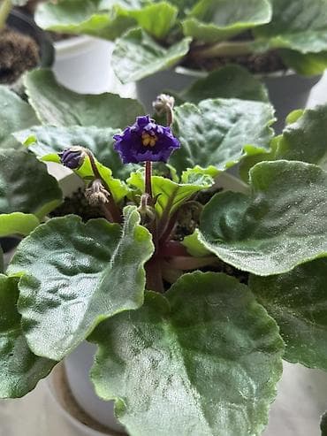 samdanlar ve saat: Afrika bənövşəsi (Saintpaulia) – bənövşəyi çiçəkli otaq bitkisi - — 1