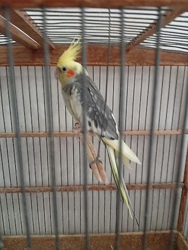 papağ şekili: Nymph paraketləri (Cockatiel) – 2 ədəd Xüsusiyyətlər: - Rəng: sarı — 6