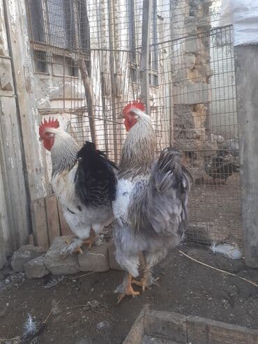 heyreti xoruz: Xoruz 35 azn .ceki 2kg. 700 gr. 055 880 85 29 — 8