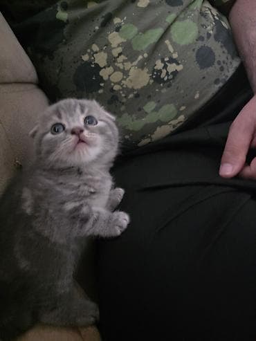 pişikler: Şotland — 8