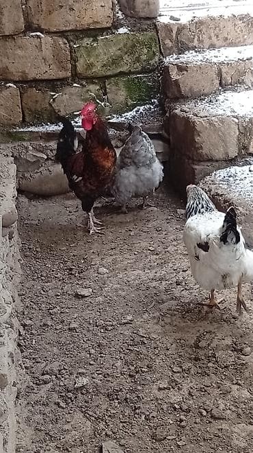 Putun növ heyvanların satışı var size ne cür heyvan lazimdasa bize