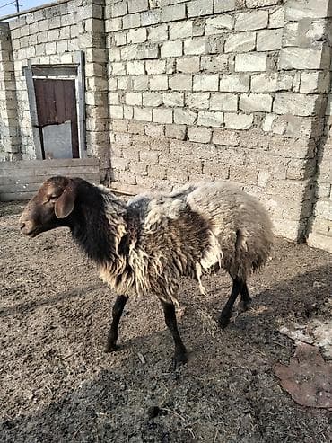 edilbay qoyunu: Qala qoçu aktiv heyvandi qoyun surmeyi eladi tam sağlam heyvandir — 5