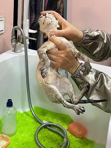 siam: Siam, Dişi, Yaxşı əllərə, Ünvandan götürmə — 9