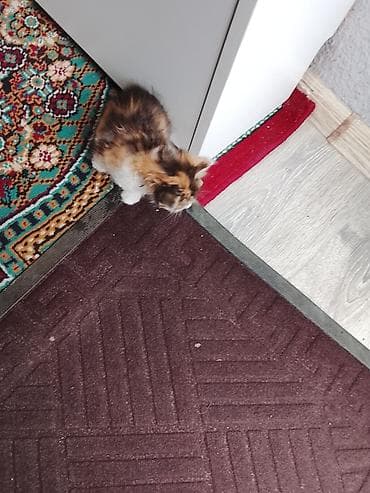 menks cinsli pişik: Yaxşı əllərə — 1