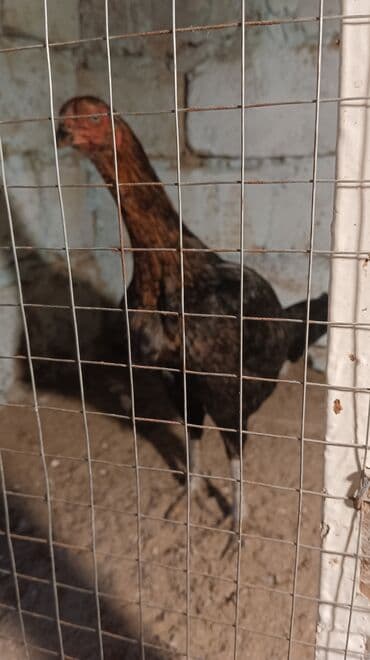 cins ineklerin satisi: Курица, Для разведения, Самовывоз — 5