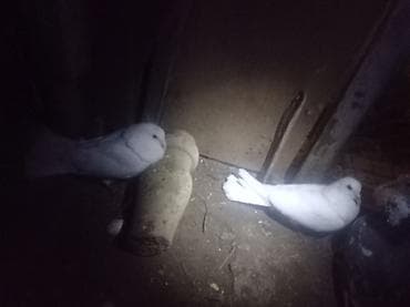 Голуби: Təmiz uçuş verən quşlardır — 1