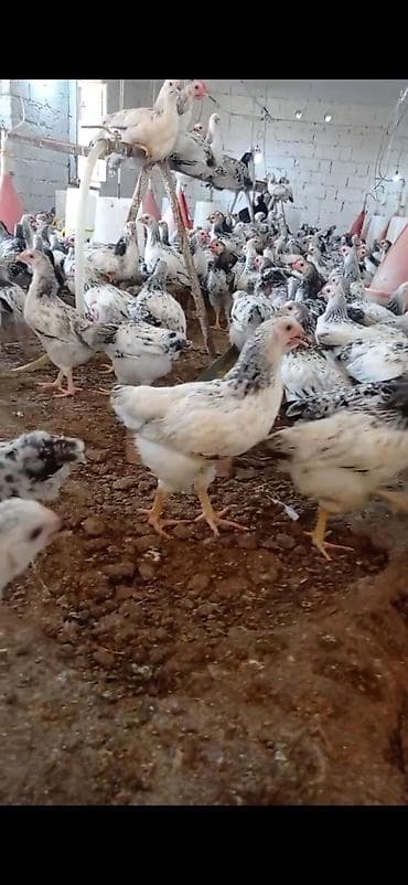 avcarka type 1: Tam saglam colpalar damazlig 54 gunlukdu vaksinleri vurulub baytar — 2