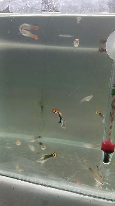 akvarium gence: Quppi balıqı ölçüləri 3 sm 10 ədəd alana metrolara çatdırılma — 1