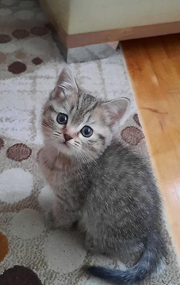 scottish fold satilir: Şotland, Erkək, Dişi — 10