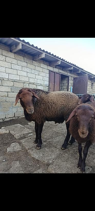 şirin pişik şəkilləri: Erkək, Qala, il: 2, 110 kq, Ətlik — 2