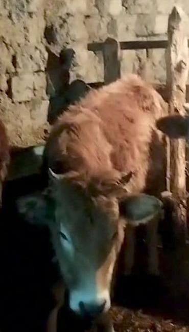 Qaramal – sarı-qəhvəyi rəngli inək/buzağı - Növ: iribuynuzlu mal-qara