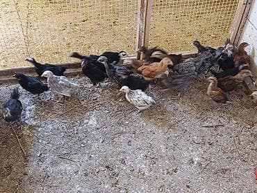 qus dami: 25 günlük toyuqlardır. Təbii buğda, qarğıdalı, soya ilə yemlənmişdir — 2