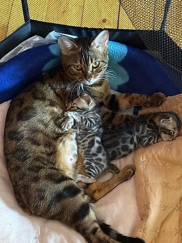 pisik şekilleri: Benqal, Erkək, Yaxşı əllərə, Ünvandan götürmə — 3