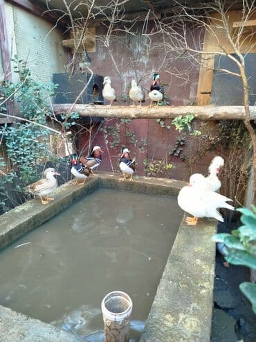 ağ ördək: Mandarin ördəkləri – dekorativ su quşları - Növ: Mandarin (Aix — 3