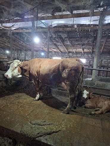cins inekler: Sudluk mallar kime lazimdi zeng vurub maraglana biler — 7