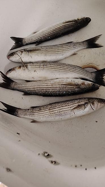 diri baliq satisi: Məhsul: Çoxzolaqlı kefal balığı (Mugilidae) Təsvir: - Şəkildə zolaqlı — 1