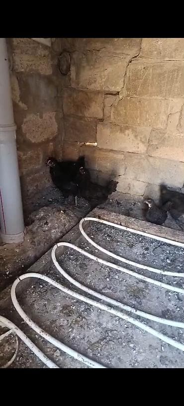 maral sekli: Avstoroq cuceleri 2si 2ayliqdir qalani 1ay yarımlıq ünvan Nardaran — 2