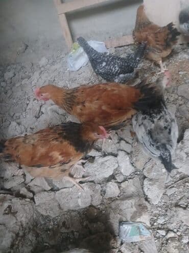 quş şəkilləri: Məhsul: Ev quşları dəsti Təsvir: - Qarışıq ev quşları: toyuq, cücələr — 2