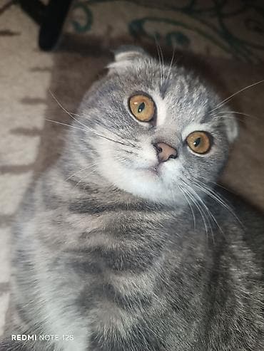 Şotland, Dişi, Ünvandan götürmə