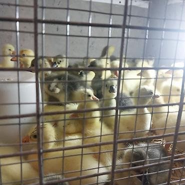 Qazlar: Qaz balaqları – damazlıq Məhsul təsviri: - Yeni çıxmış və bir neçə — 3