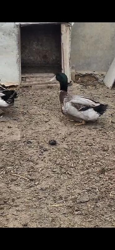 lal ördək: Salam ruan ördekleri satilir bir cütü bludu tek erkek 50.azen cütü 120 — 8