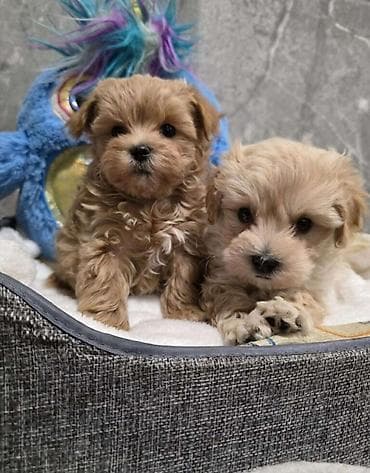 Malta bolonka, 2 ay, Erkek, Sənədli, Ödənişli çatdırılma