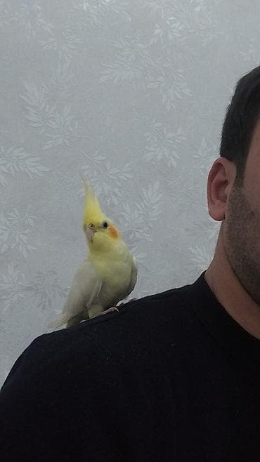 Heyvanlar üçün mallar: Narinqa rəngli nimfa tutuquşu (cockatiel) - Rəng: açıq sarı-krem — 1