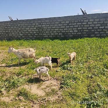 sani keci: - Ana bala keçi dort balasi var üçü erkey biri disididi cins heyvandi — 3