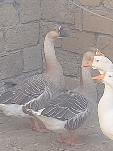 хаски цена в баку: Курица, Для мяса, Самовывоз — 12