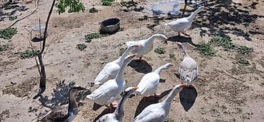 Птицы: 5 dene erkey qazdi alverci deyilem oz heyetmin heyvanidi — 2