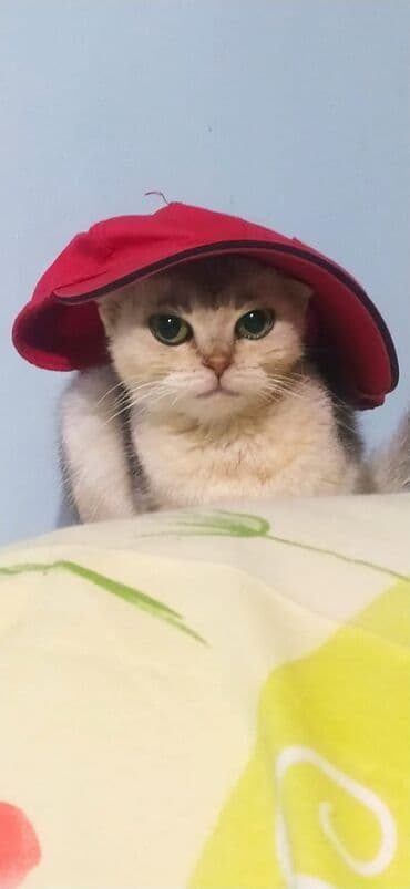 bit darağı qiyməti: Silver şınşıla. 150azn — 1